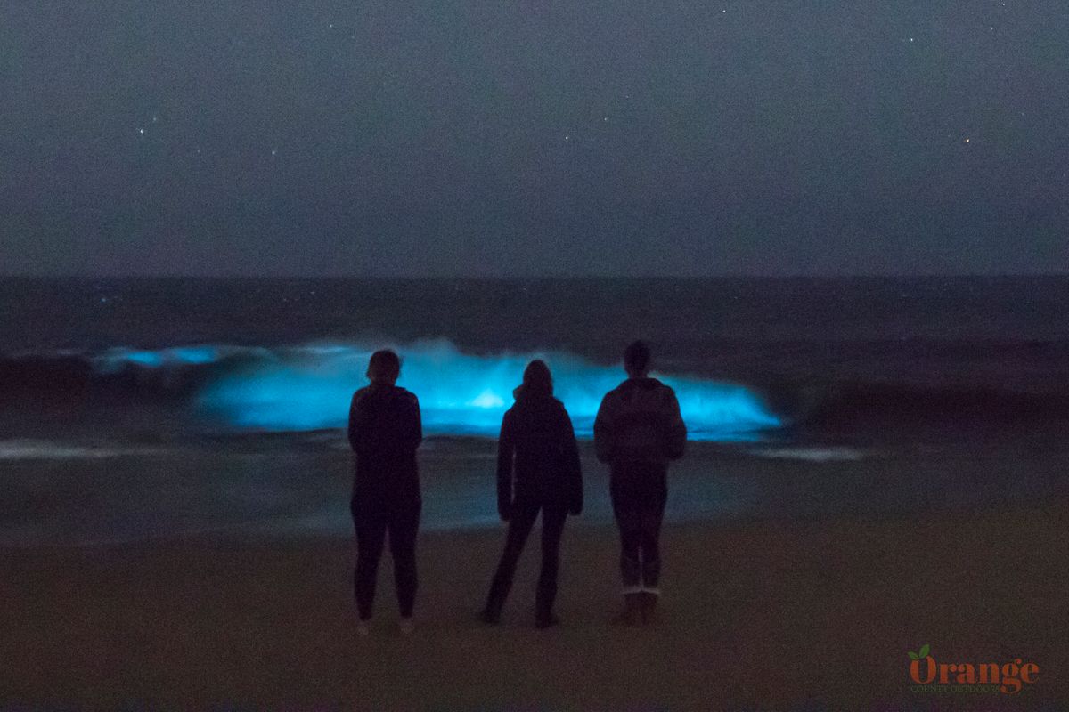 Bioluminescence is back for 2023 Orange County Outdoors